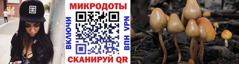 Псилоцибиновые грибы Psilocybe  Истра 